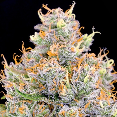 Anesia Seeds Future #1 semienka neobsahujú THC 3 ks