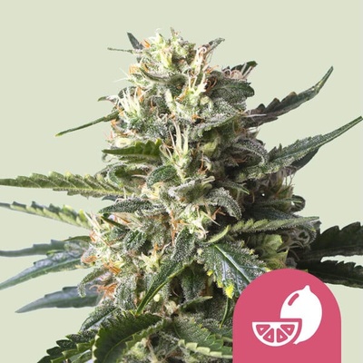 Royal Queen Seeds Lemon Shining Silver Haze semienka neobsahujú THC 100 ks