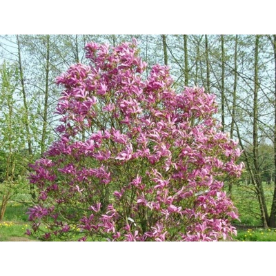 Magnólia Susan na 80-90cm kmienku, výška 140-160cm, kont. 15 l
