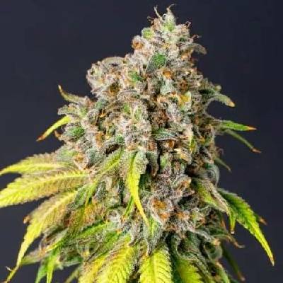 PowerStrains 60 Day Grapefruit AUTO semenana neobsahují THC 5 ks