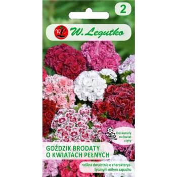 W. Legutko Брадато карамфилче с двойни цветове, смесени