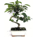 bonsai - jabloň (Malus sp.) 741-M