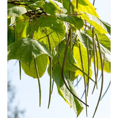 Catalpa Prodej (vaší zahradě, odrůd katalpy, Tato odrůda) Catalpa Prodej