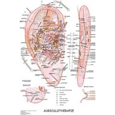 Mapa - Aurikuloterapie