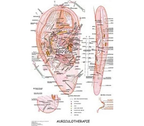 Mapa - Aurikuloterapie