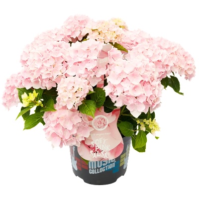 Music Collection® Soft Pink Salsa Music Collection® Хортензия Мacrophylla