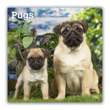 Browntrout Verlags GmbH Pugs - Mops 2026 - 16-Monatskalender