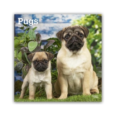 Browntrout Verlags GmbH Pugs - Mops 2026 - 16-Monatskalender | BrownTrout Publishers Inc