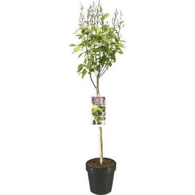 Orgován na kmienku FloraSelf Syringa prestonie 'Minuet' výška kmeňa 50 cm kvetináč 3 l