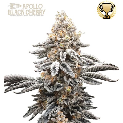 Seedstockers Apollo Black Cherry semena neobsahují THC 1 ks