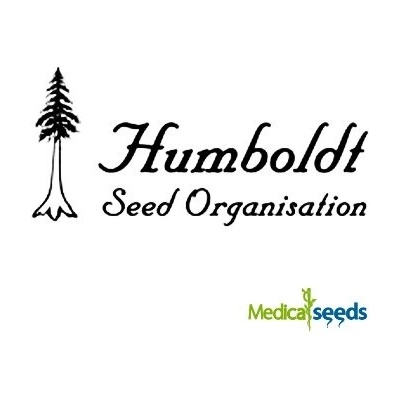 Humboldt Seed Organization Florida Gaspack semena neobsahují THC 10 ks – Zbozi.Blesk.cz