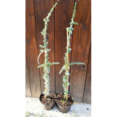 Céder Atlaský (Cedrus atlantica ´Glauca Pendula´) veľkosť 80-110cm