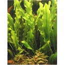 Echinodorus Major