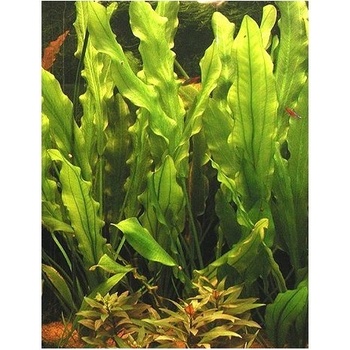 Echinodorus Major