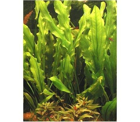 Echinodorus Major