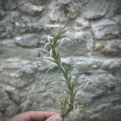 Tillandsia macbrideana