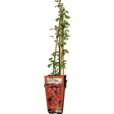 Ríbezľa červená 'Jonkheer van Tets' 30-40 cm v kvetináči