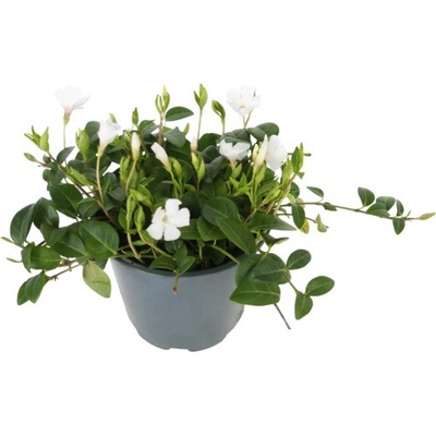 Barvínek menší bílý FloraSelf Vinca minor 'Alba' Ø květináče 13 cm