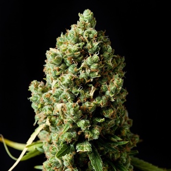 Barney's Farm Critical Kush semena neobsahují THC 5 ks