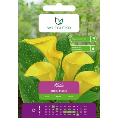 W. Legutko Kalla Black Magic жълт 1 бр