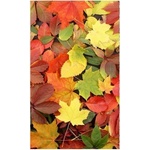 DIMEX ART Флизелинов фототапет многоцветни листа 150 x 250 см