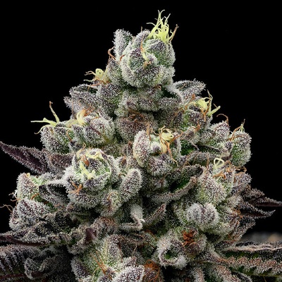 Anesia Seeds Red Banana Pudding semienka neobsahujú THC 10 ks