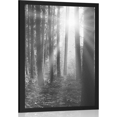 Plakát východ slunce v lese v černobílém provedení - 20x30 white