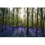 DIMEX ART Флизелинов фототапет килим от горски камбанки 375 x 250 см
