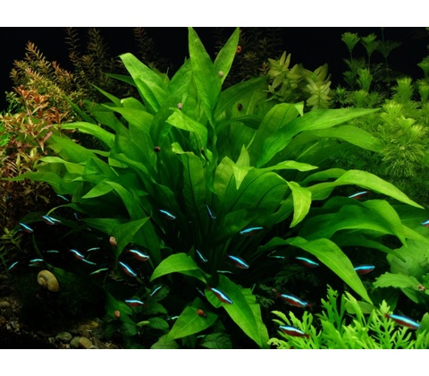 Echinodorus bleherae