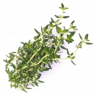 Veritable Вложка за семена Lingot основни билки мащерка (lingot-tymianek)