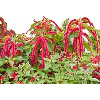 POLAN ŠARLÁTOVÉ SEMENÁ KVETOV VISIACE 2 G