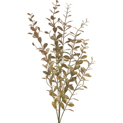 Kolumnea - Columnea spray Cera hněda V73 cm