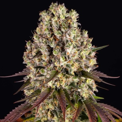 Barney's Farm Sour Diesel semena neobsahují THC 5 ks