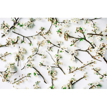 DIMEX ART s. r. o Флизелинов фототапет цъфтящи клони 375 x 250 см