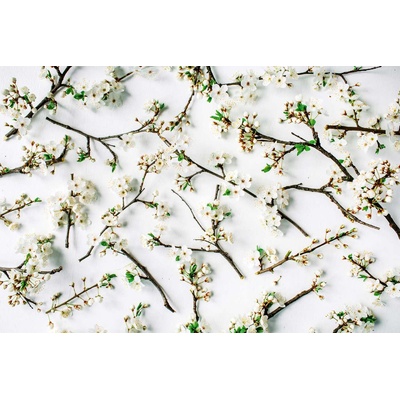 DIMEX ART Флизелинов фототапет цъфтящи клони 375 x 250 см