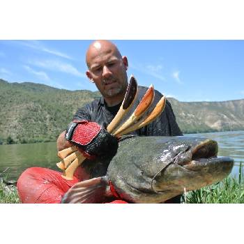 Hell-Cat Vábnička veľká plochá II