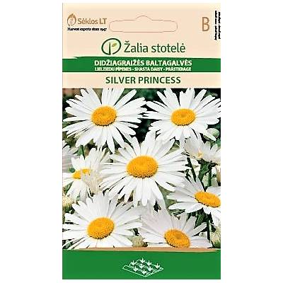 Seklos Голяма Маргаритка Сребърна принцеса Leucanthemum maximum