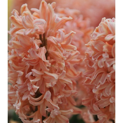 Hyacint Gipsy Queen Hyacinthus prodej cibulovin 1 ks