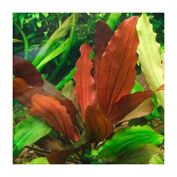 Echinodorus Indian red - Šípatkovec Indian Red