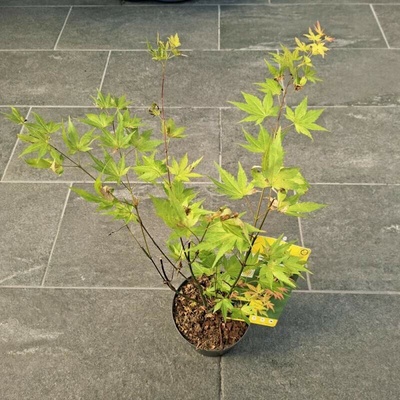 Acer Palmatum Orange Dream