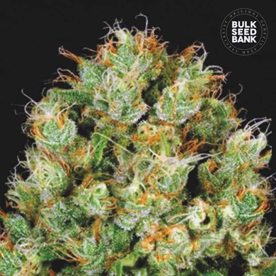 Bulk Seed Bank Sour Diesel semena neobsahují THC 10 ks