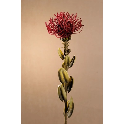 Paramit DRY SMALL PROTEA Aranžovací květina červená 61 cm