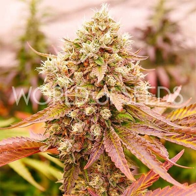 World of Seeds Burger Kush semena neobsahují THC 12 ks