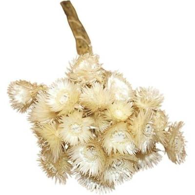 CAPBLUMEN FLOWER NATURAL BUNCH ( 40 g )