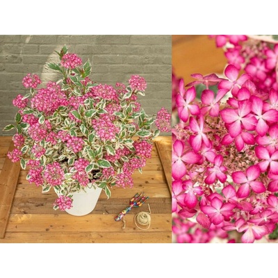 Hortenzia pílovitá Euphoria Pink , výška 25-35 cm , kvetináč 15 cm