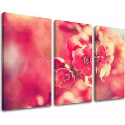 Obraz na stenu KVETY - 90x60 cm