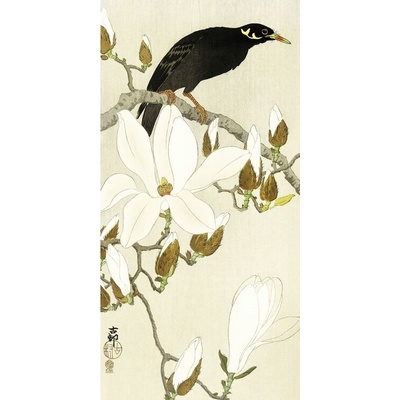 Umělecký tisk Myna On Magnolia Branch, Ohara Koson, 20 × 40 cm