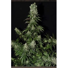 Strain Hunters White Strawberry Skunk semena neobsahují THC 10 ks