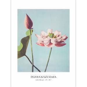  Принт Lotus Flowers, Огава Казумаса - репродукция (Print1069)