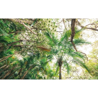 Komar Vliesová fototapeta Touch the Jungle 450 x 280 cm